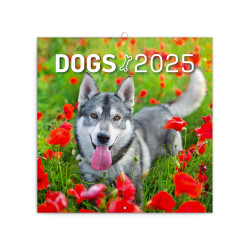 Falinaptár képes lemeznaptár 300x300mm, Dogs Realsystem 2026. Falinaptár Realsystem