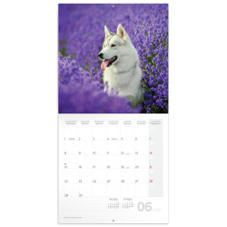 Falinaptár képes lemeznaptár 300x300mm, Dogs Realsystem 2026.