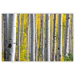 Speditőr naptár 3 tömb, 3 hónap SP-30 330 × 760 mm, fehér lapokkal Erdő Dayliner 2026.