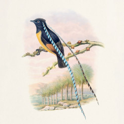 Falinaptár képes lemeznaptár 300x300mm, Birds in Art Realsystem 2027.