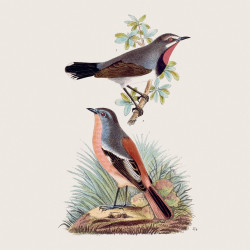 Falinaptár képes lemeznaptár 300x300mm, Birds in Art Realsystem 2027.