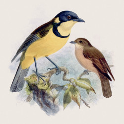 Falinaptár képes lemeznaptár 300x300mm, Birds in Art Realsystem 2027.
