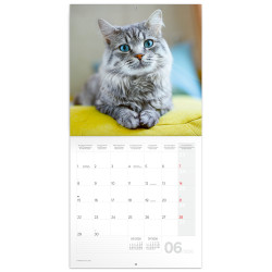 Falinaptár képes lemeznaptár 300x300mm, Cats Realsystem 2026.