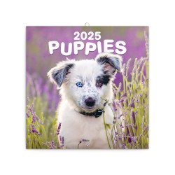 Falinaptár képes lemeznaptár 300x300mm, Puppies Realsystem 2026. Falinaptár Realsystem
