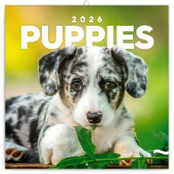 Falinaptár képes lemeznaptár 300x300mm, Puppies Realsystem 2027.