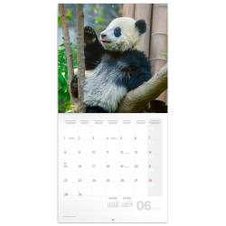 Falinaptár képes lemeznaptár 300x300mm, Pandas Realsystem 2027.
