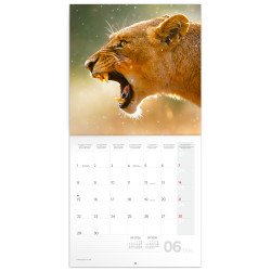 Falinaptár képes lemeznaptár 300x300mm, Wild Animals Realsystem 2027.