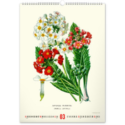 Falinaptár képes  330×460mm Vintage Posters-Herbarium Realsystem 2027.