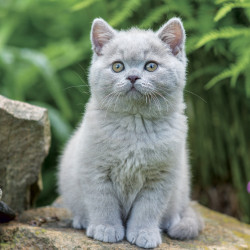 Falinaptár képes lemeznaptár 300x300mm, Kittens Realsystem 2027.