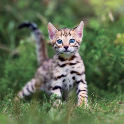 Falinaptár képes lemeznaptár 300x300mm, Kittens Realsystem 2027.