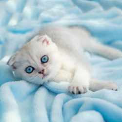 Falinaptár képes lemeznaptár 300x300mm, Kittens Realsystem 2027.