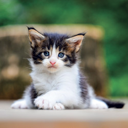 Falinaptár képes lemeznaptár 300x300mm, Kittens Realsystem 2027.