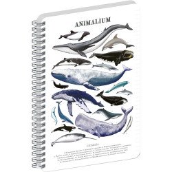Jegyzetfüzet ikerspirálos Animalium – Marine Life, vonalas, 14,8x21cm A5, Presco Író- irodaszer, papíráru Presco