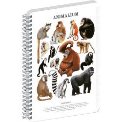 Jegyzetfüzet ikerspirálos Animalium – Primates, négyzethálós, 21x29,7cm A4, Presco Író- irodaszer, papíráru Presco