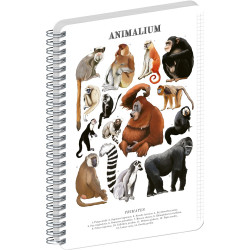 Jegyzetfüzet ikerspirálos Animalium – Primates, négyzethálós, 14,8x21cm A5, Presco Író- irodaszer, papíráru Presco